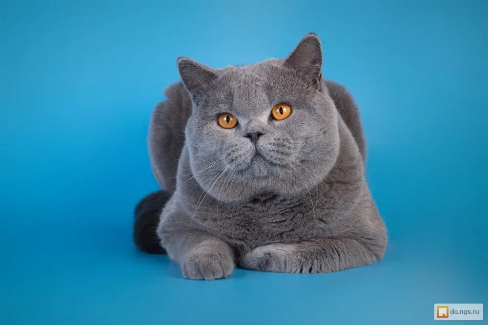 Британская короткошерстная кошка основные. Британский голубой короткошерстный кот. Голубой британец кот. Кошка голубой британец. Британка кошка британка.