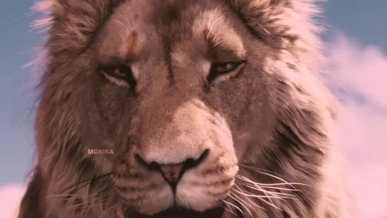 Pin by pauline thijs on narnia Narnia, Narnia lion, Chronicles of narnia