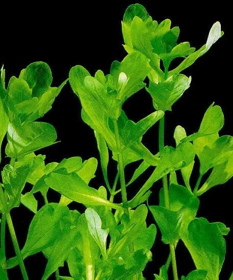 Дубок мексиканский аквариумное. Трихокоронис ривуларис. Shinnersia rivularis. Растение мексиканский дубок. Дубок мексиканский аквариумное.