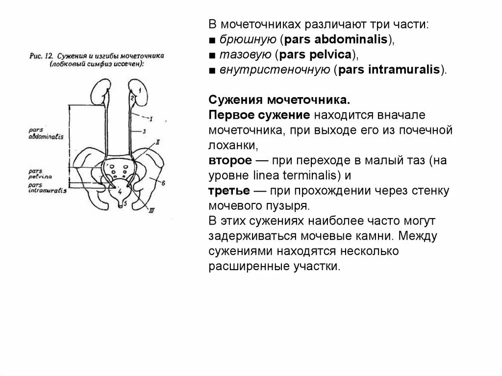 Изгибы мочеточника. Физиологические сужения мочеточника анатомия. Мочеточник строение части. Мочеточники части сужения. Сужения мочеточника располагаются.