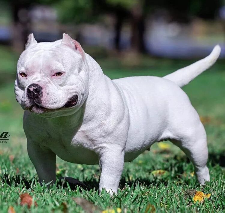 Бультерьер. Бультерьер терьеры. Белый буль. Бультерьер чистокровный. Бультерьер некупированный.
