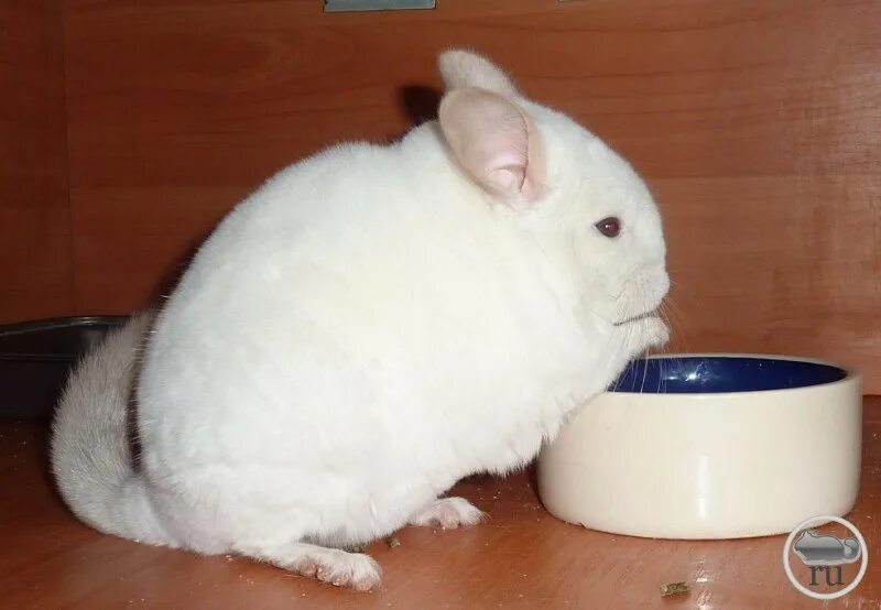 розовая шиншилла. белая шиншилла альбинос. шиншилла вильсон.