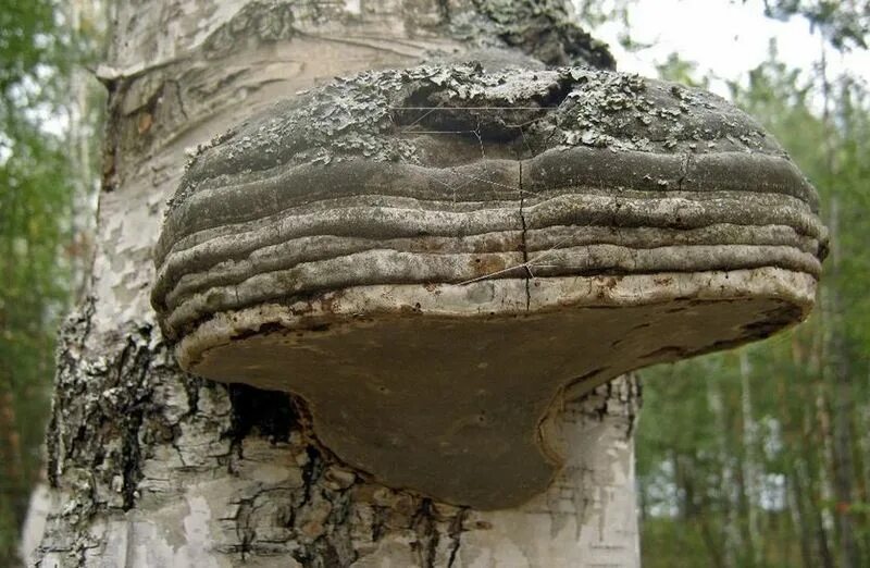 Как выглядит чага березовая. Чага на березе. Как выглядит чага березовая. Гриб чага. Чага березовая.