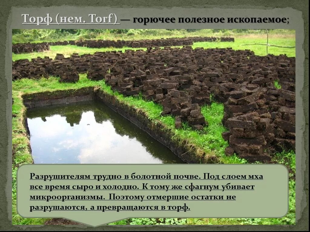 Его добывают на болотах окружающий. Разрез болота. Торф в разрезе. Болотные торфяные почвы. Образование торфа на болоте.