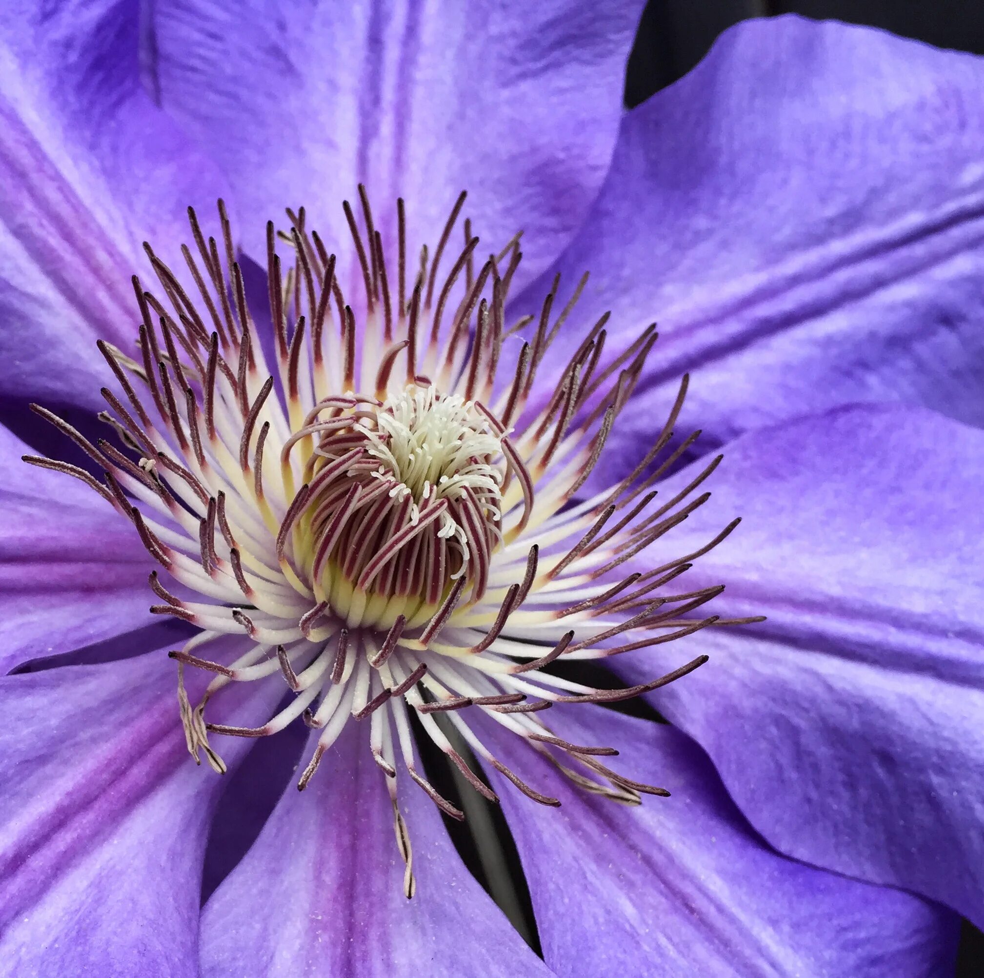 Clematis 'Semu' plants Jardinería, Flores