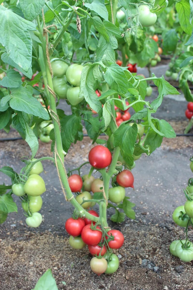 Томат сорт папина дочка описание. Помидоры папина дочка описание сорта. Семена томат папина дочка f1. Семена томат папина дочка f1. Семена томат папина дочка f1.