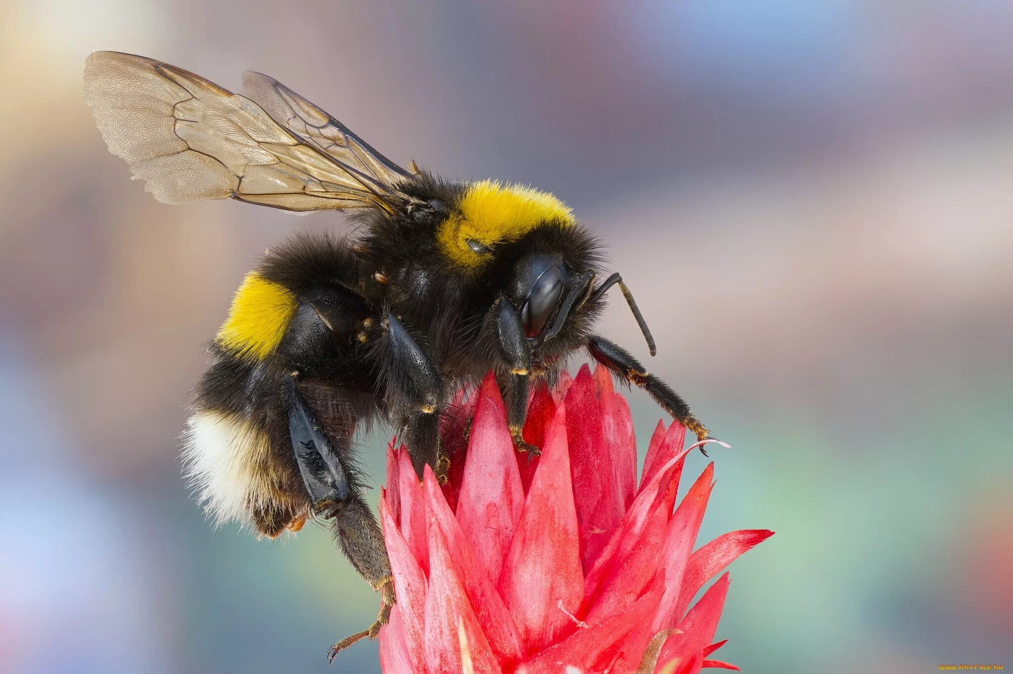 Шмель Bombus pascuorum. Шмель Байкальский Bombus deuteronymus. Степной Шмель Bombus fragrans. Шмель полевой.