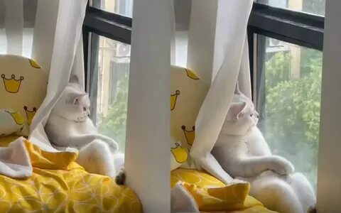 Видео пора домашняя