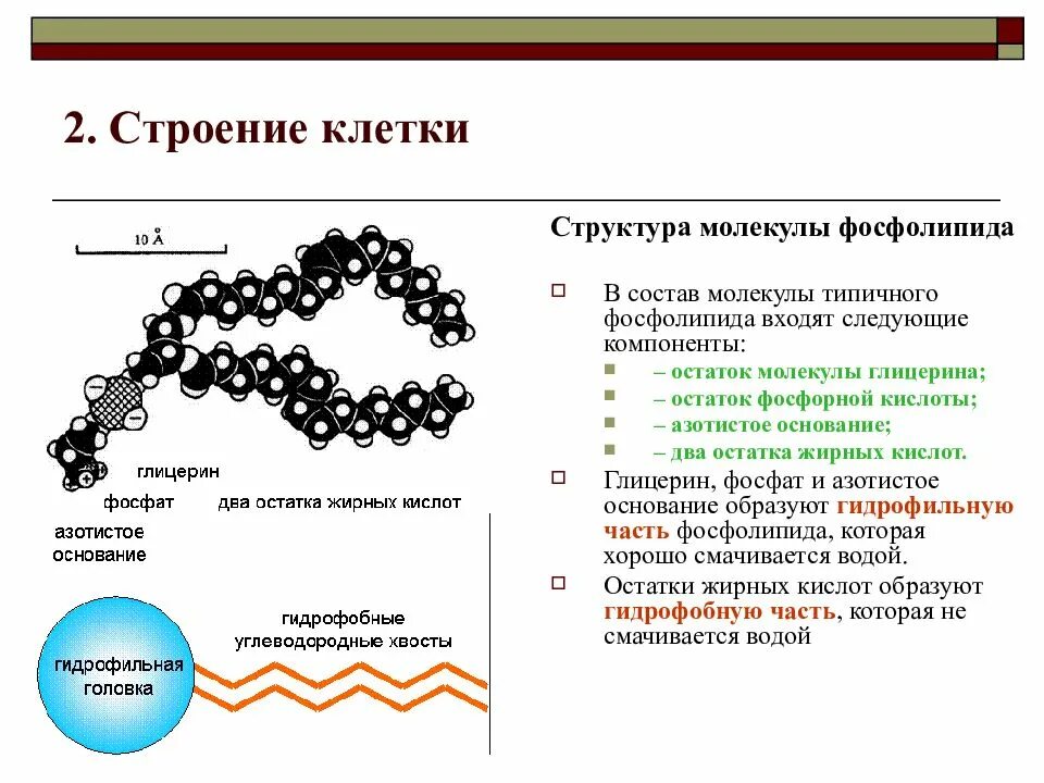 Структура молекулы фосфолипида. W-6 жирные кислоты молекула. Клеточные структуры молекулы. Молекулярная структура клетки.