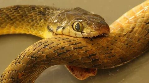Snake bit