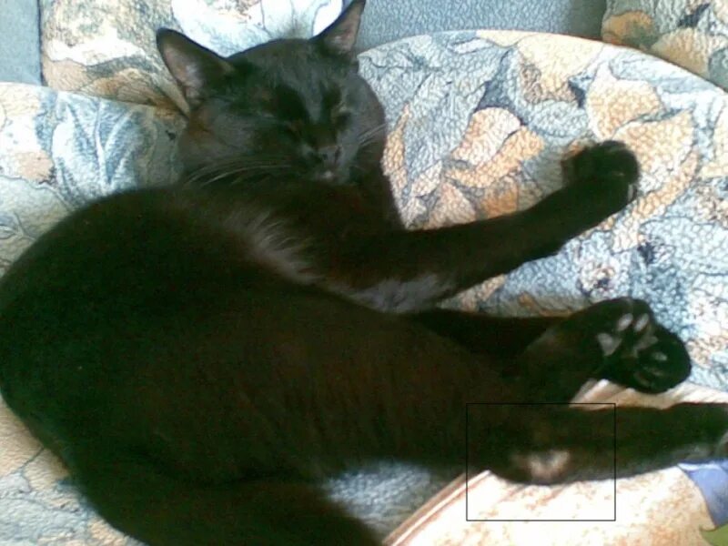У кота на задних лапах залысины. Кошачьи пятки. у кошки на задних лапах залысины. лысины на пятках у кота.