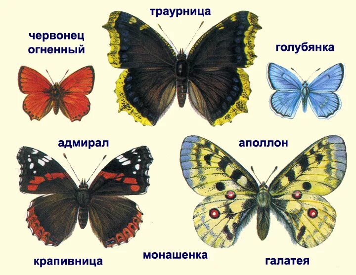 Название бабочек для детей. Бабочки Адмирал лимонница крапивница. Отряд чешуекрылые бабочки. Чешуекрыепредставители отряда. Отряд бабочки представители.