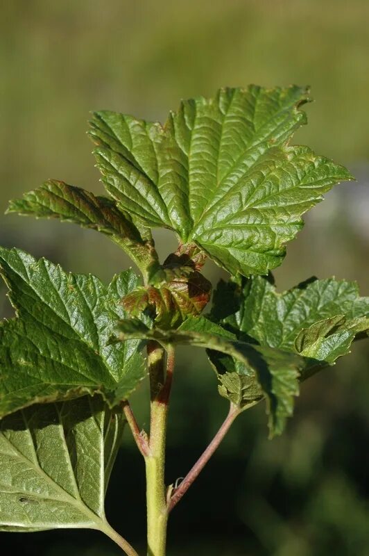 Крыжовник смородина побеги. Побег черной смородины. Веточка побег смородины. Вегетативное размножение отводками смородина. Побег смородины.