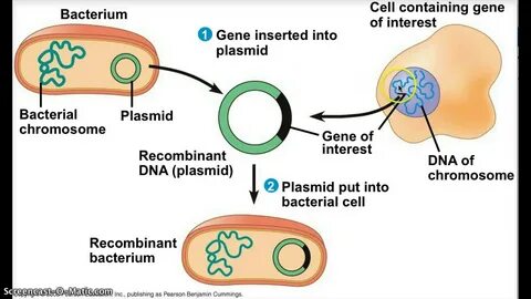 Cell contains