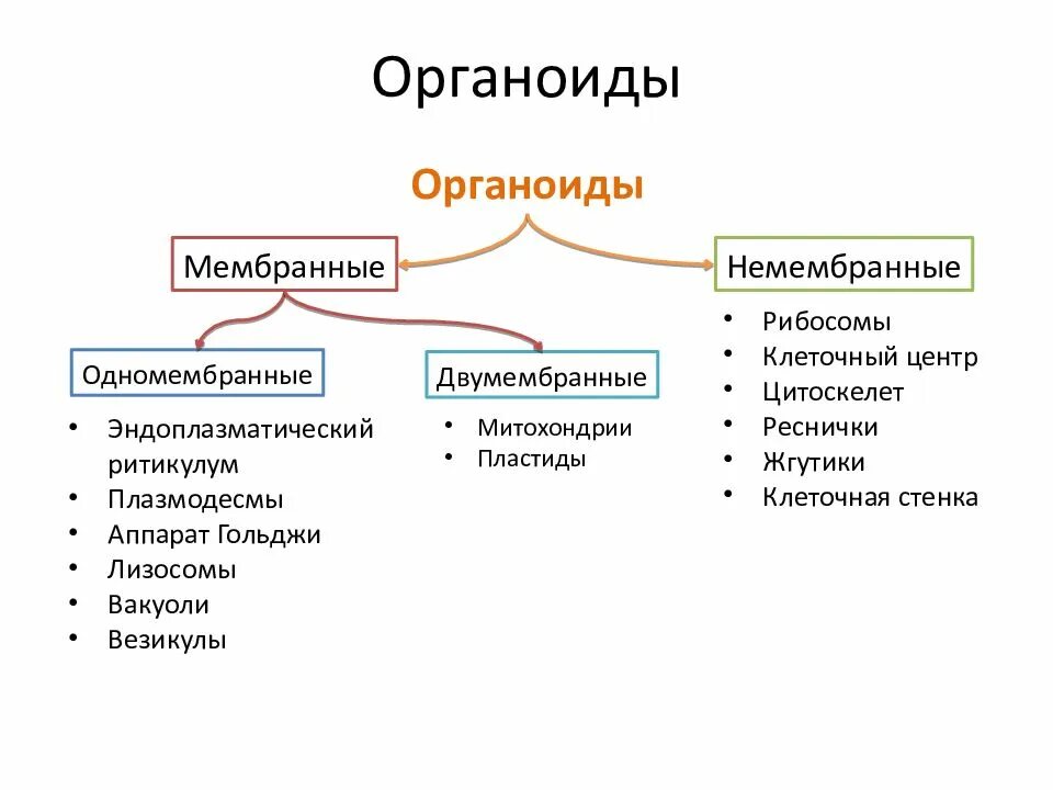 Одномесбранных органоиды клетки. Клеточный центр мембранный или немембранный. Мембранные и немембранные органоиды. Клеточный центр мембранный или немембранный. Классификация органоидов одномембранные.