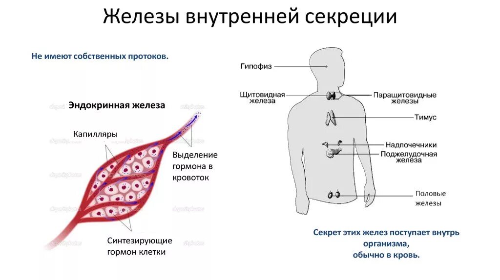 Внутрисекреторная деятельность желез внутренней секреции. Железы внутренней секреции клетки. Эндокринная система внешней секреции и внутренней. Железы внешней внутренней и смешанной секреции рисунок.