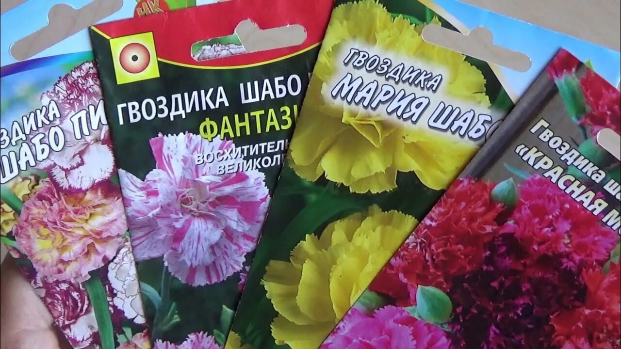 Гвоздика шабо из семян. Гвоздика шабо семена. гвоздика шабо пикоти. гвоздика шабо акварель. шабо бенигна гвоздика.