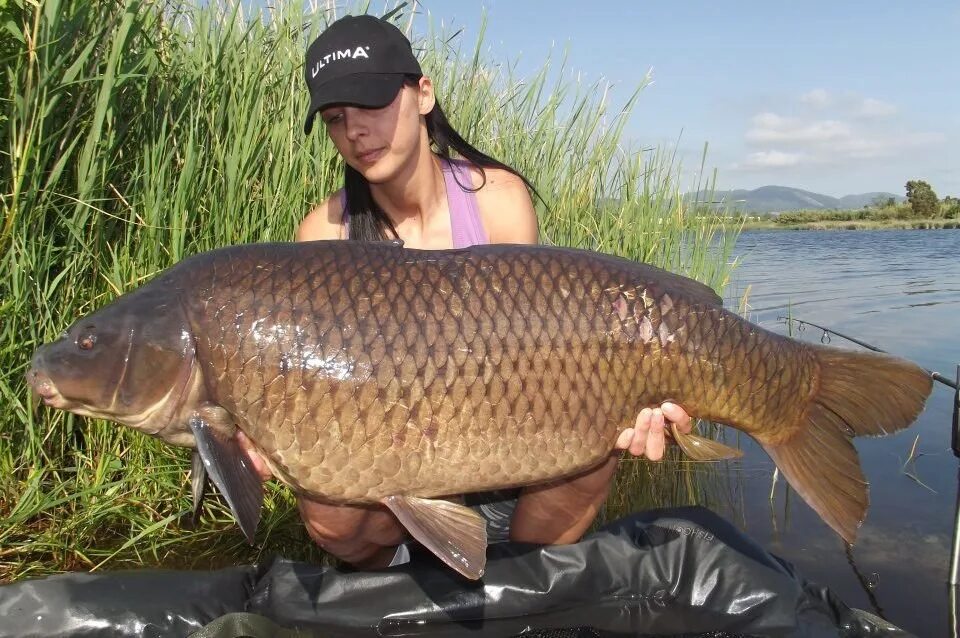 Самый крупный сазан. Самый крупный сазан. Огромный карп. Сазан гигант. Сазан рекорд.