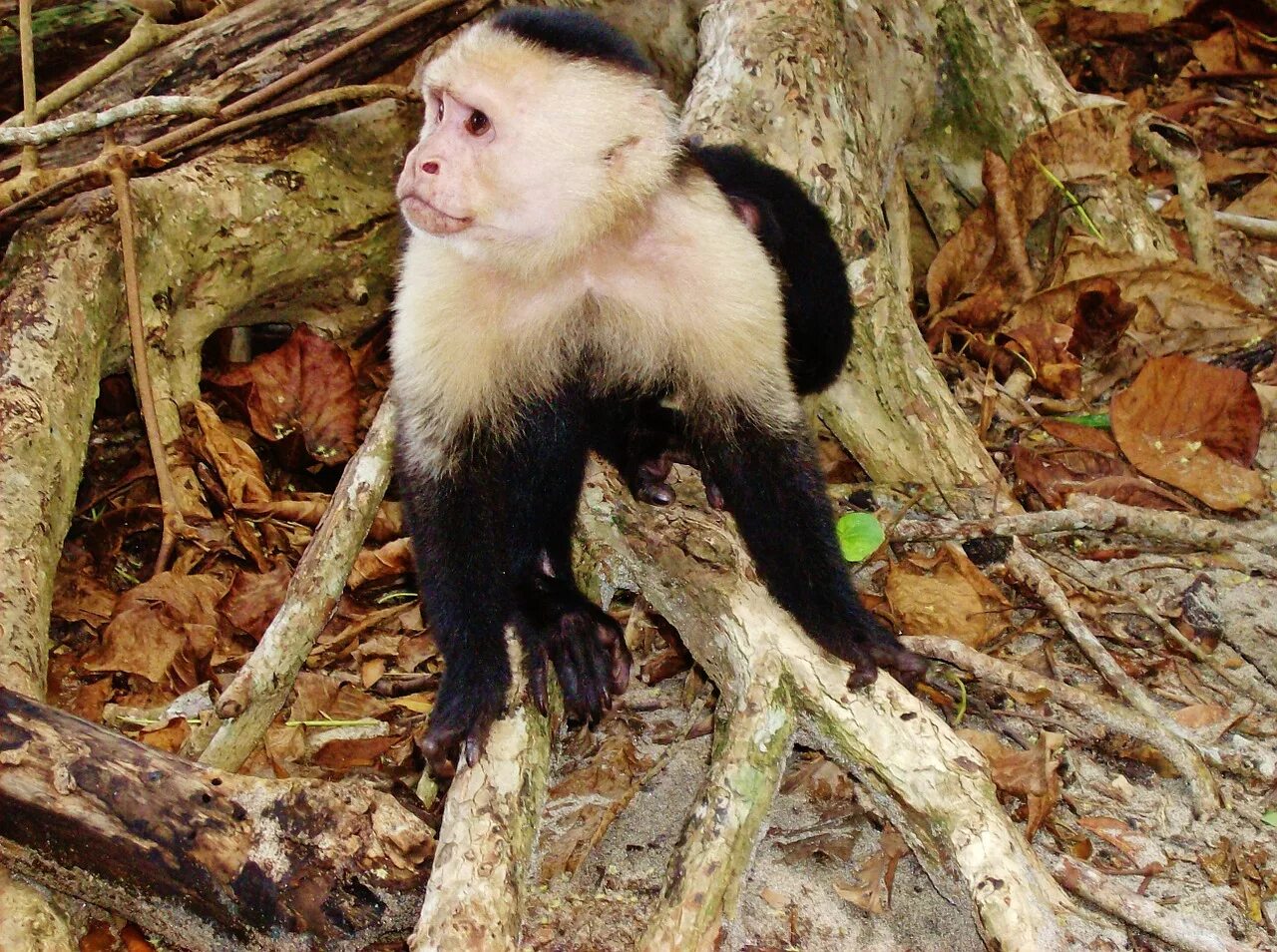Обезьяны Коста Рики. Живая обезьяна. Обезьяны в джунглях. Животные в Коста Рике.