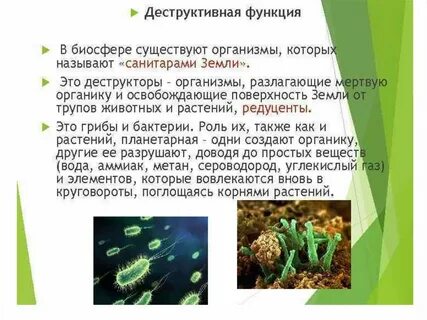 Какая роль живых организмов в природе