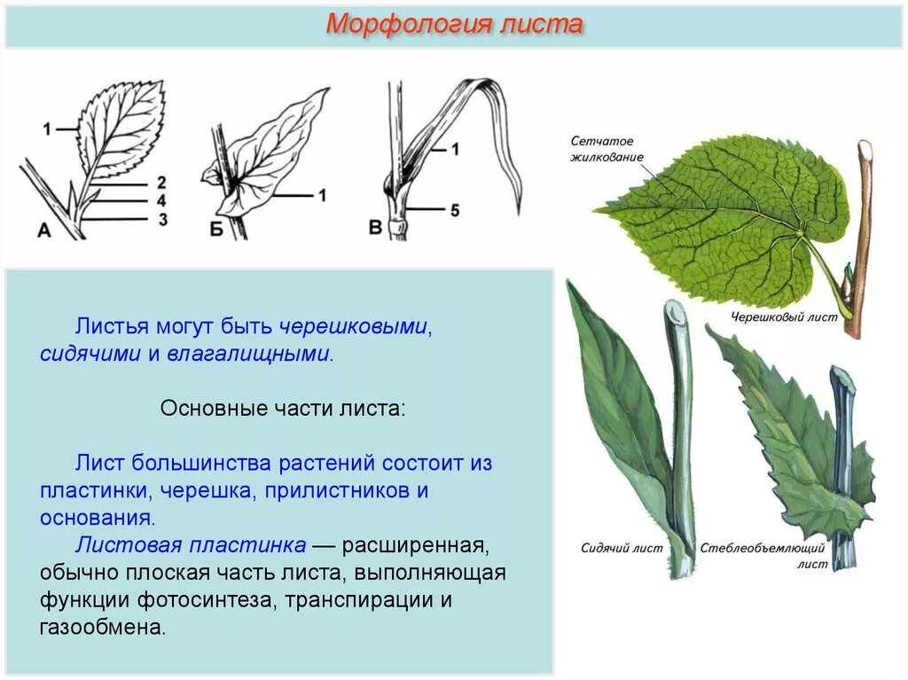 Какую функцию выполняет листовая пластинка у растений