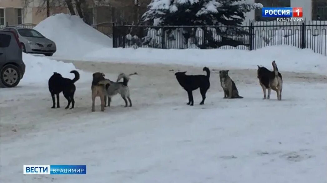 Стая собак. Бродячие собаки. Стая собак напала на девушку. Стая бродячих собак в улан-удэ. Стая собак набросилась.