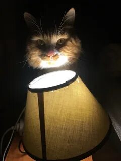 Lighting cat