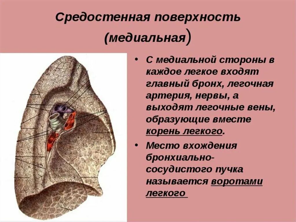 Ворота легкого образования. Медиальная поверхность легкого. Средостенная поверхность. Средостенная поверхность лёгкого. Легкие поверхности анатомия.