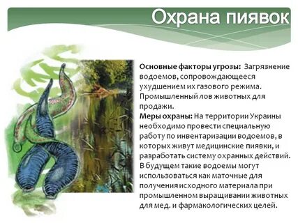 Среда обитания пиявок