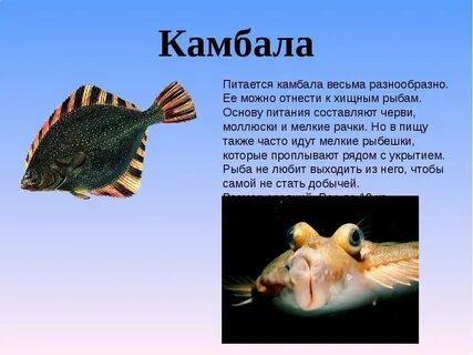 Рассказ про рыбку 1 класс