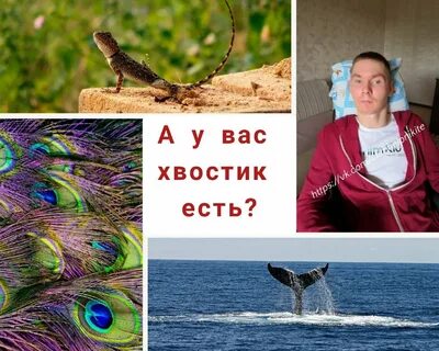 День хвостиков