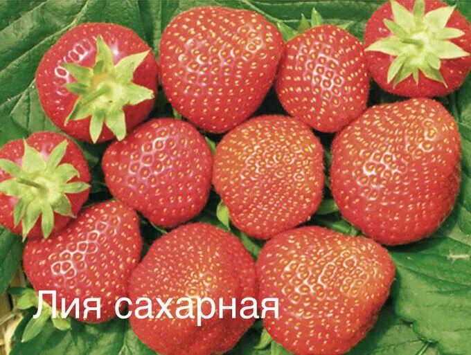 Земляника сорт зенга зенгана. Сахарная клубника описание. Сахарная клубника описание. Сахарная клубника описание. Клубника джоли описание сорта.