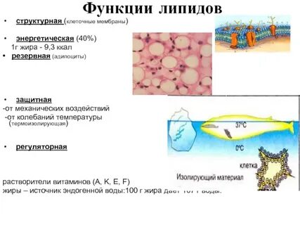Структурная функция липидов