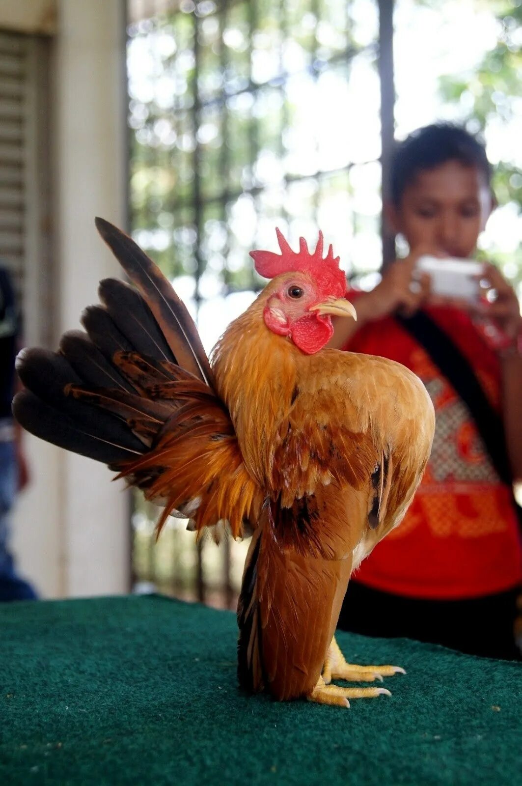 Малазийская серама куры. Серама курчавая. Серама. Серама порода кур. Малазийская серама куры.