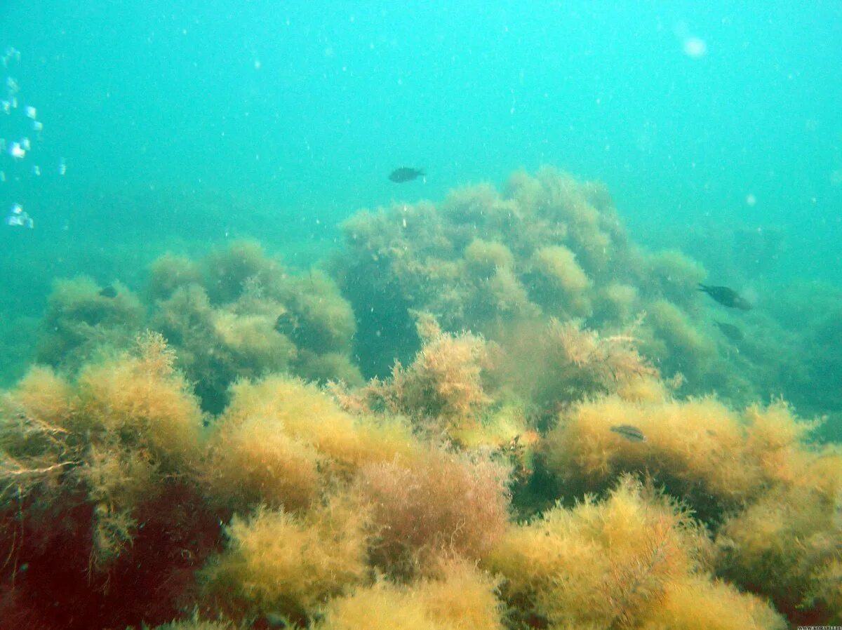 Темные водоросли. Лауренсия водоросль чёрное море. Сцитосифон водоросли черного моря. Водоросль каулерпа чёрное море. Черноморская энтероморфа.