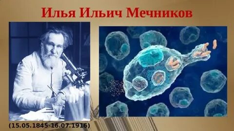 Ученый открывший явление фагоцитоза