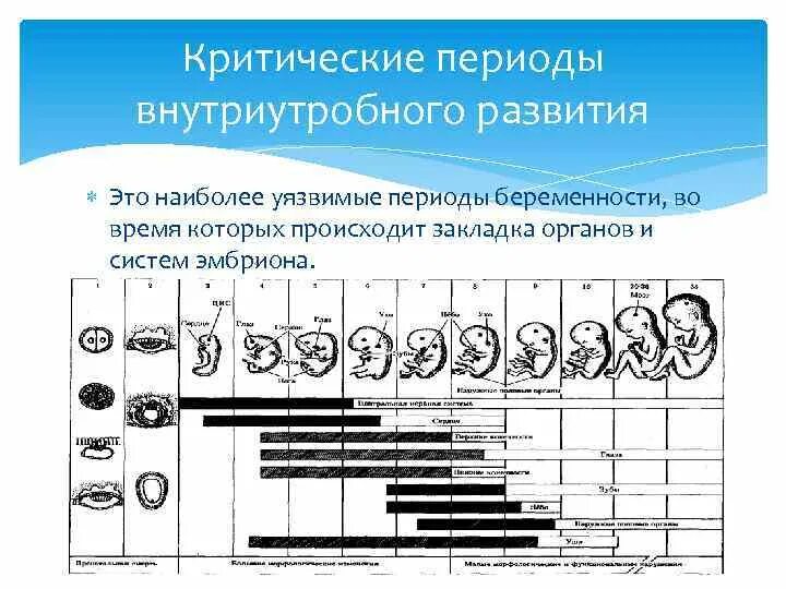 Уязвимый период. Периодизация внутриутробного развития. Критические периоды внутриутробного развития. Схема внутриутробного развития плода. Беременность периоды развития плода.