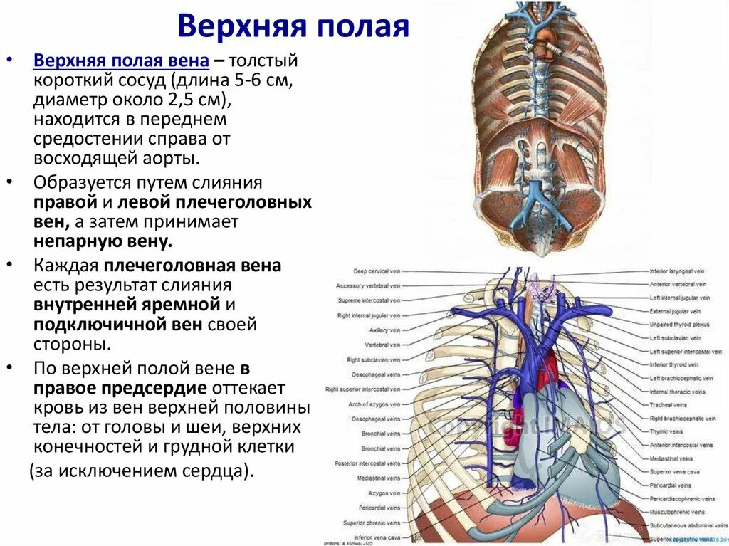 Верхняя полая Вена анатомия топография. Вены анатомия верхняя полая Вена. Верхняя и нижняя полая Вена анатомия. Верхняя полая Вена топография притоки.