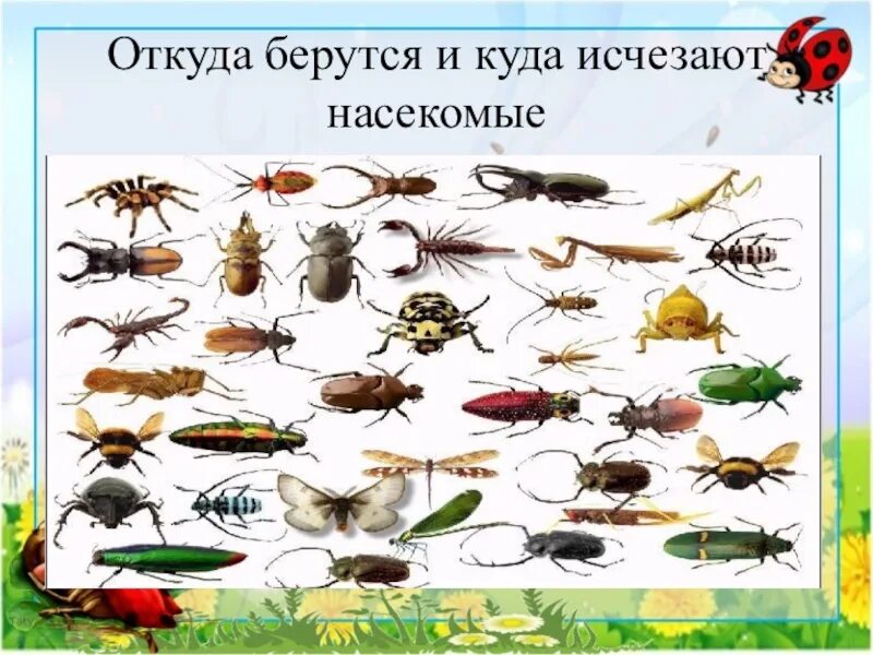 Какие насекомые где живут. Откуда насекомое. Насекомые окружающий мир. Насекомые зимуют для дошкольников. Муха цикада.