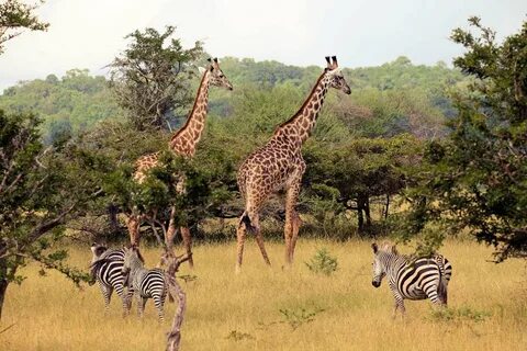 Game reserves