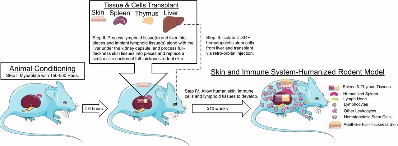 Mice cells