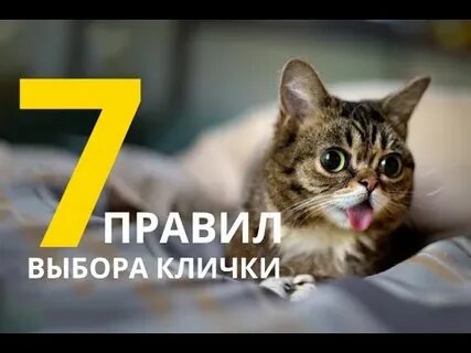 Видео кот имен