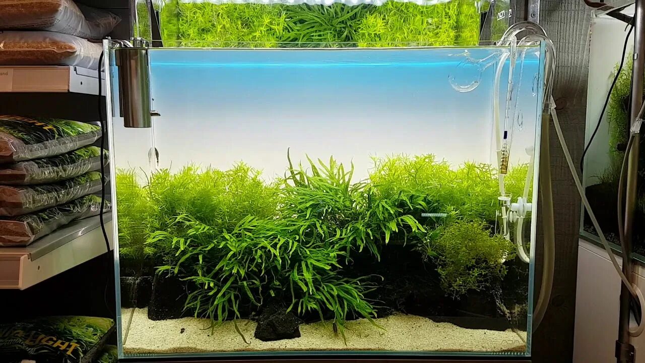 Ada light. Аквариум 60 л ada cube garden 60-p. ada cube garden. ada nature aquarium. аквариум 34 л ada cube garden 45-p.