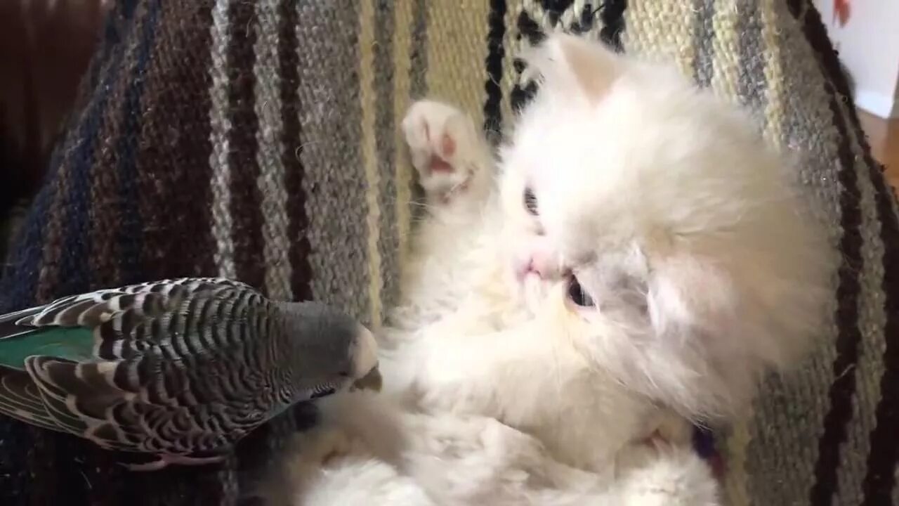 Кошка и птица. Half-Persian Kitten. Птицы для котов видео. Покажите видео котенка с птичкой.