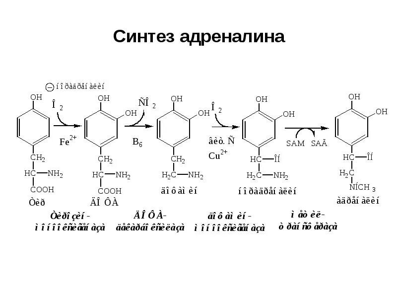 Схема синтеза адреналина. Синтез адреналина биохимия. Схема получения адреналина. Синтез адреналина реакция. Гормоны адаптации