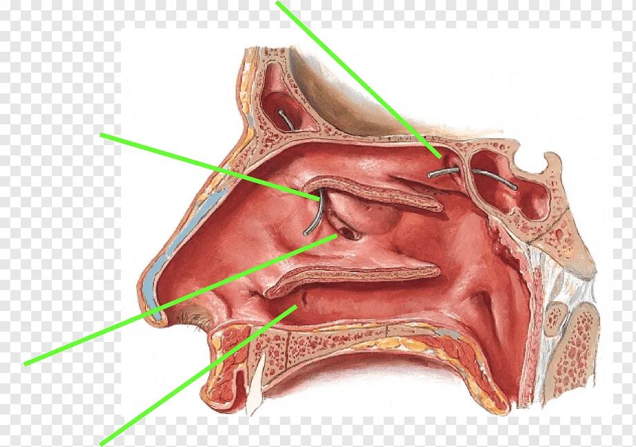 Отделы слизистой оболочки носа. Пазухи носовой полости анатомия. Параназальные пазухи анатомия. Пазухи носа анатомия гайморит. Строение носовых пазухов.