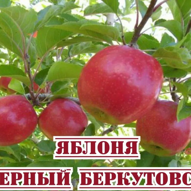 Яблоня беркутовское отзывы садоводов. Яблоня смугляночка. Кортланд яблоня. Яблоня беркутовское отзывы садоводов. Яблоня беркутовское отзывы садоводов.