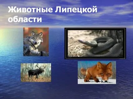 Липецкие животные