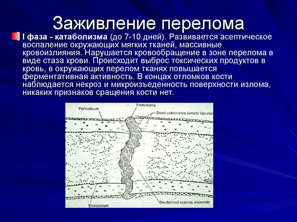 Трещина заживает. Фазы заживления перелома. Механизм заживления переломов. Этапы заживления перелома кости. Заживление переломов костей.