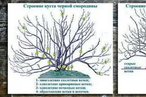 Обрезка смородины для начинающих в картинках